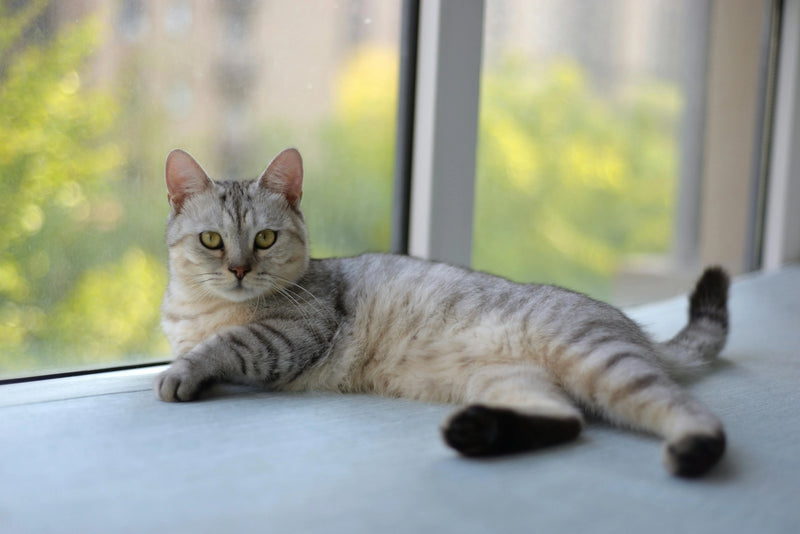 Comment occuper son chat pendant une absence ?