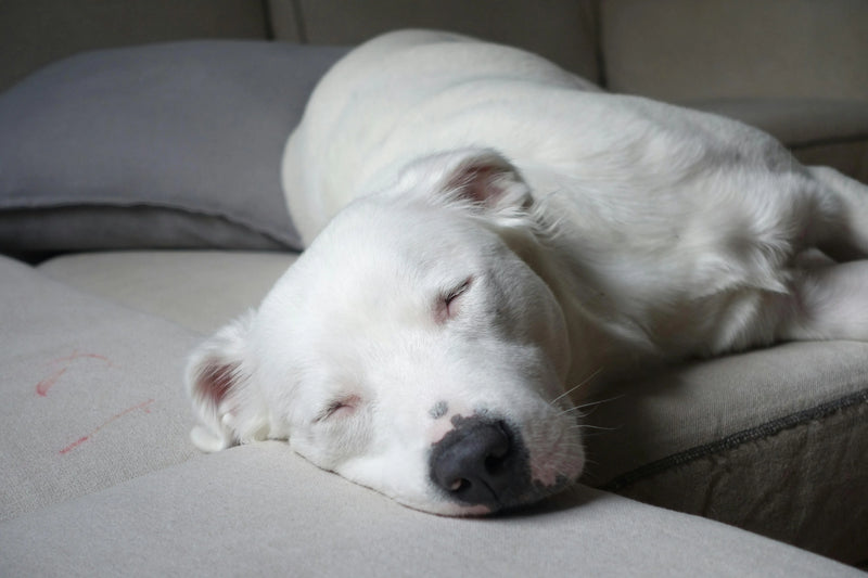 Bien nourrir un chien stérilisé