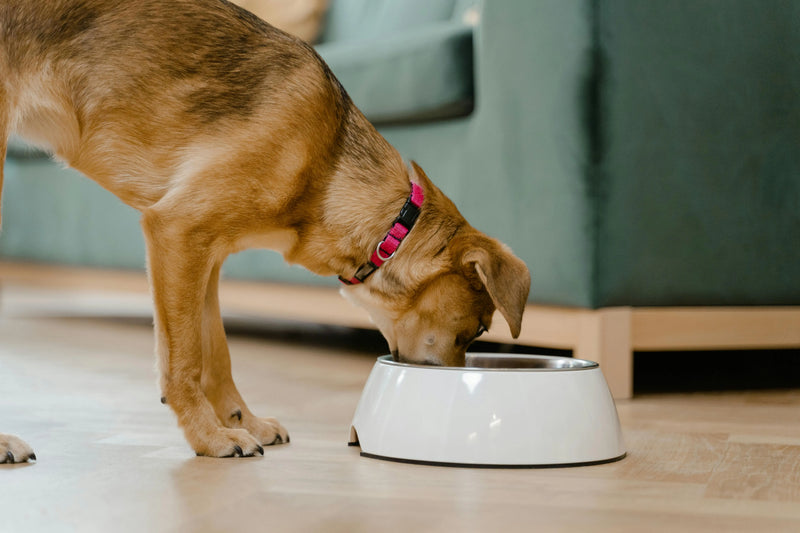 Les erreurs à éviter dans l’alimentation de son chien